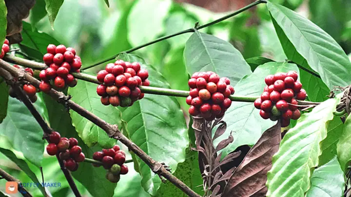 Red coffee cherries