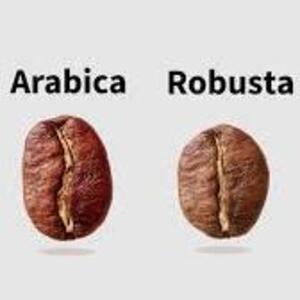 5 Differences Between Robusta And Arabica Coffees