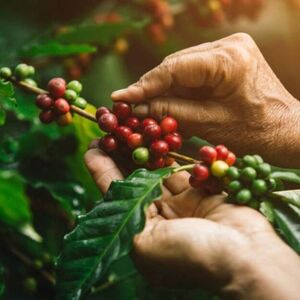 How Is Coffee Harvested