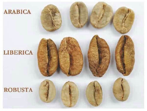 robusta-arabica-liberica coffee beans
